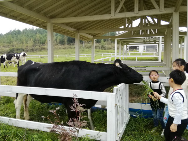 孩子们在榕昕集团奶牛互助乐园饲喂奶牛.jpg