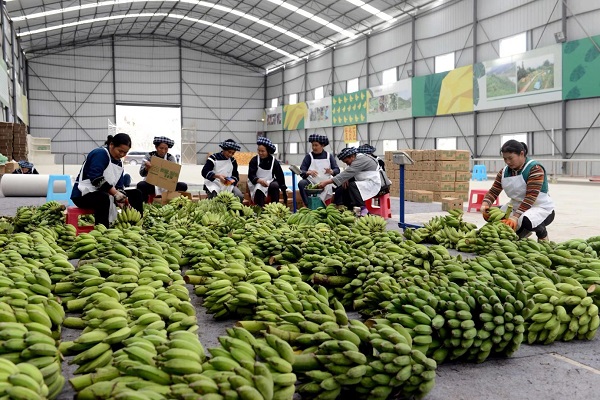 2-香蕉加工分拣大厅，当地布依族农民正在对香蕉进行分拣包装.jpg