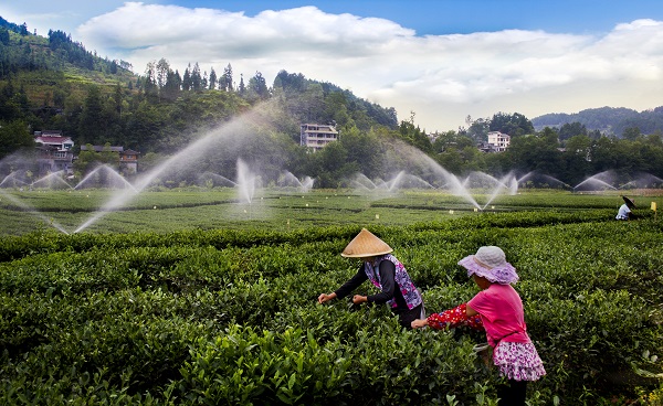 2015年8月28日，咸丰县高乐山镇龙坪村现代农业茶叶产业园 李维君13997788797.jpg