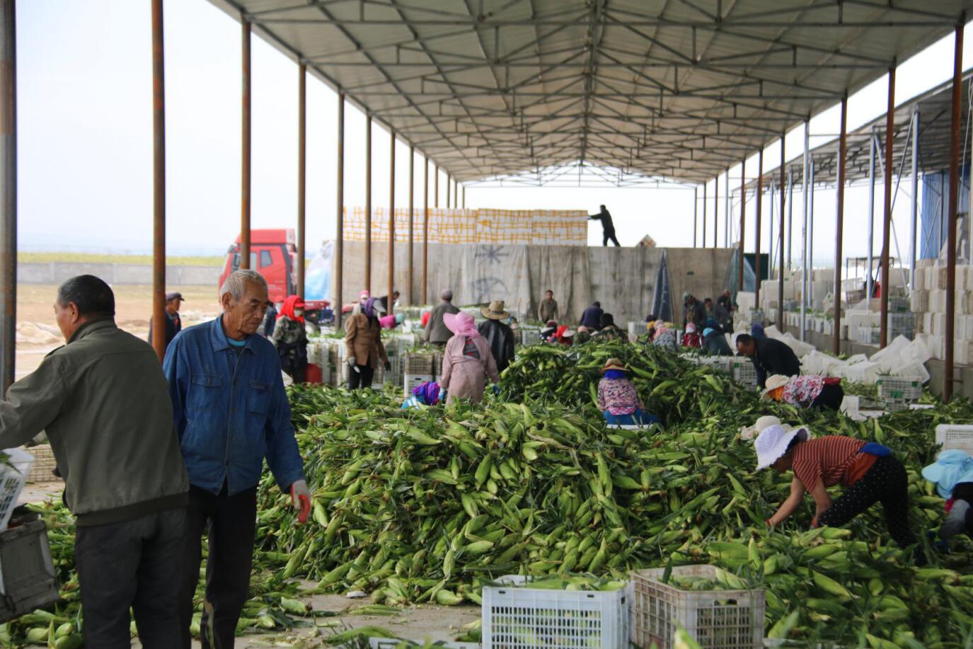贫困户在当郎忽洞苏木补力图村产业致富带头人张军的甜玉米加工车间干活