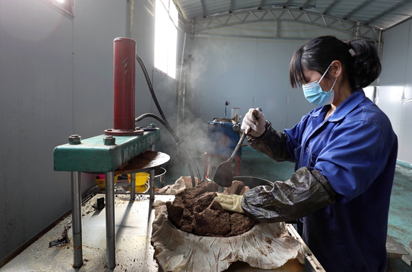 11月30日，在三江侗族自治县独峒镇林略村，一名村民在加工茶油饼。.jpg