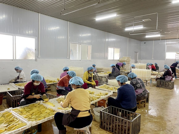 薯大郎红薯干加工厂工人正在将蒸熟的红薯削皮、切片.jpg