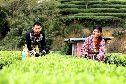 2022年3月16日，在广西三江侗族自治县八江镇布央村，茶农在采摘春茶。...JPG