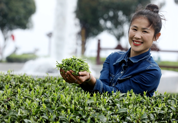 2022年3月16日，在广西三江侗族自治县八江镇布央村，一名茶农在展示采摘的春茶。.JPG