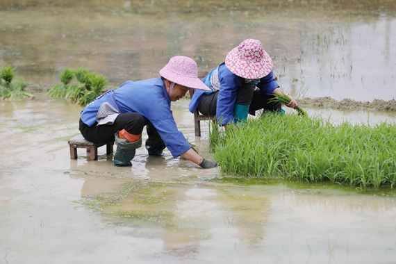 4月23日，在三江侗族自治县良口乡南寨村，两名妇女在拔秧。.jpg
