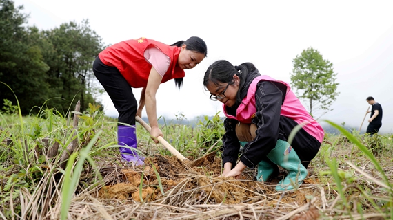 4月26日，在三江侗族自治县八江镇岩脚村石南山油茶基地，一名志愿者正在帮当地群众套种瓜蒌2.JPG