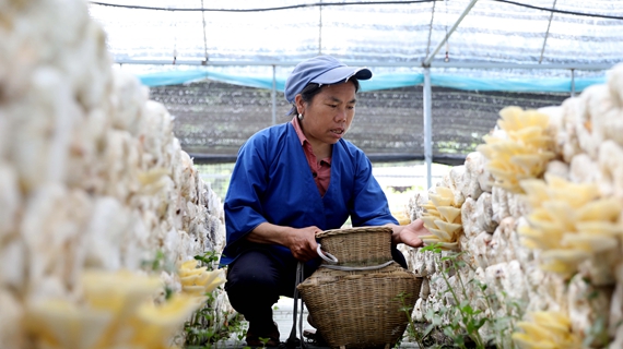 4月26日，在三江侗族自治县八江镇汾水村食用菌产业基地，一名农户正采黄金菇.JPG