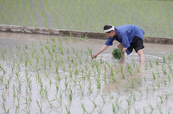 4月27日，在三江侗族自治县良口乡南寨村，一名妇女在插秧。.jpg