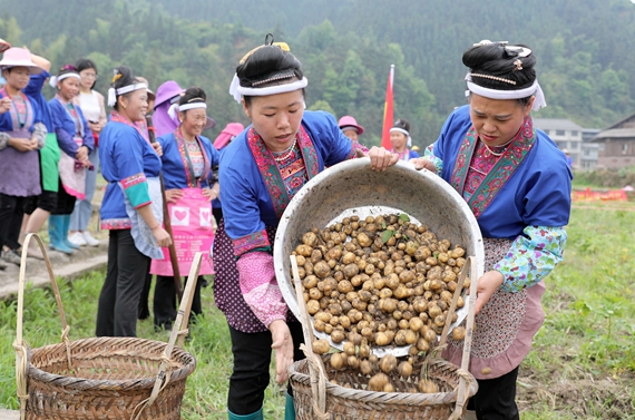 4月28日，在三江侗族自治县良口乡寨塘村，两名妇女在将小土豆倒入筐中。.jpg