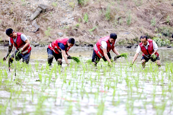 5月20日，在三江侗族自治县洋溪乡波里村，党员志愿者们在帮助农户插秧。2.JPG