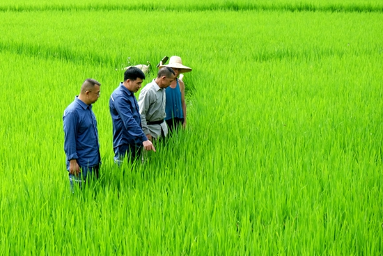 驻村工作队深入田间地头与群众查看百农香优质大米长势情况，确保群众增产、增收。_proc.jpg