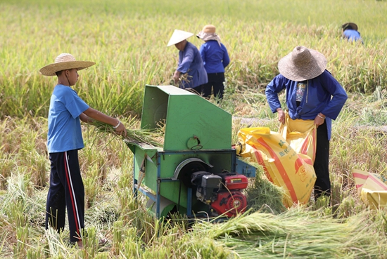 8月7日，村民们在三江侗族自治县良口乡南寨村收割稻谷。_proc.jpg