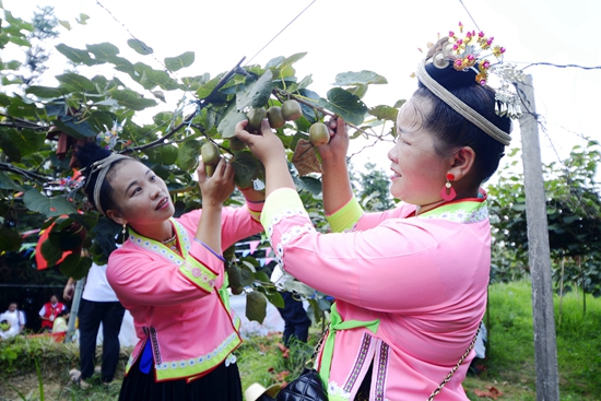 图2：融水县白云乡苗族妇女正在采摘红心猕猴桃.jpg