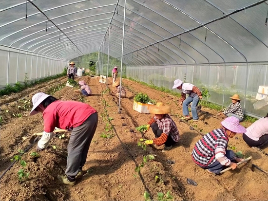 图为近日，农民朋友在该基地（排莫片）栽种新一批百香果苗_proc.jpg