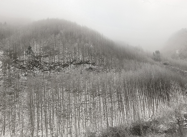 大雪后的厚朴林2.jpg
