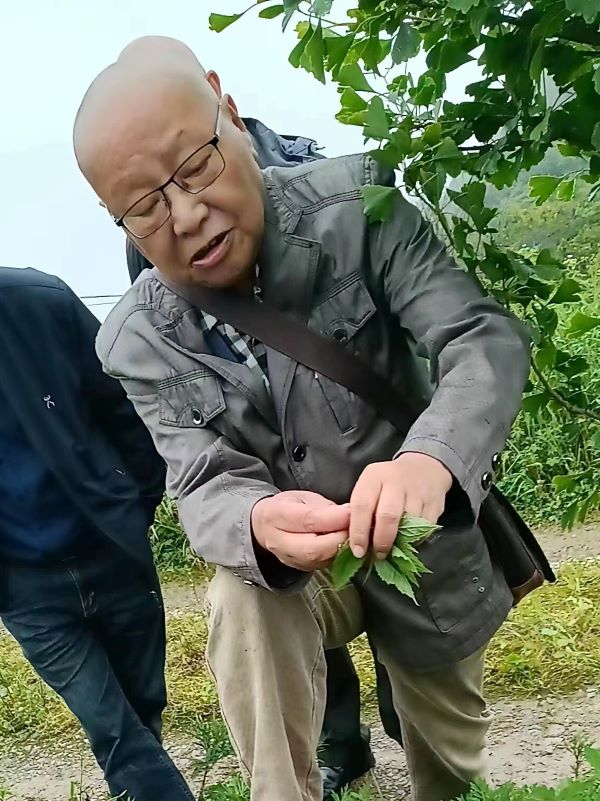 张代寿教授在绿葱坡基地指导中华娃娃参栽培.jpg